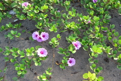 Ipomoea pes-caprae